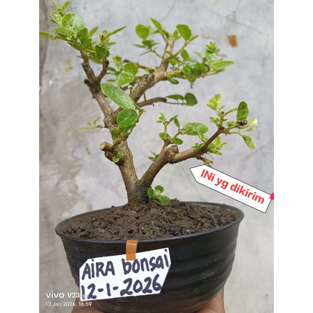 bahan bonsai sancang varigata original
