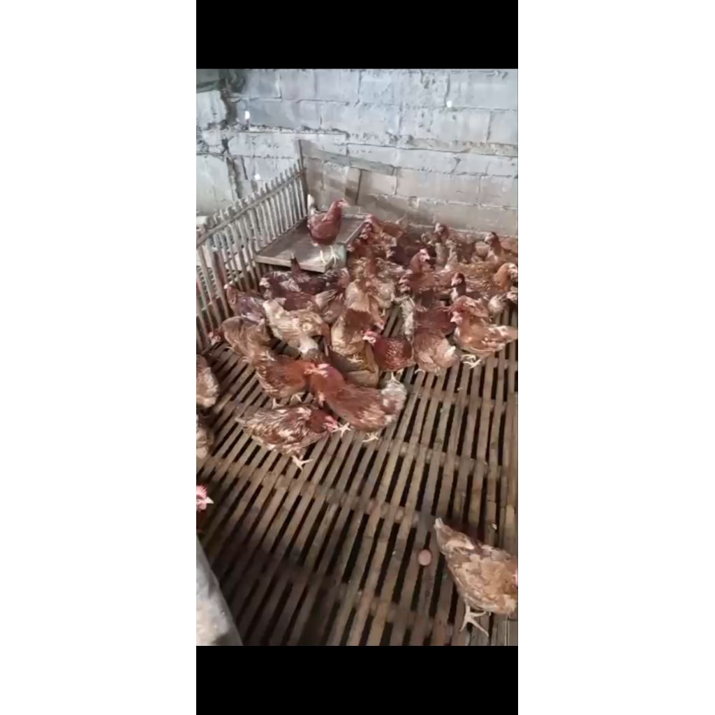 ayam petelur produktif bulan afkir.