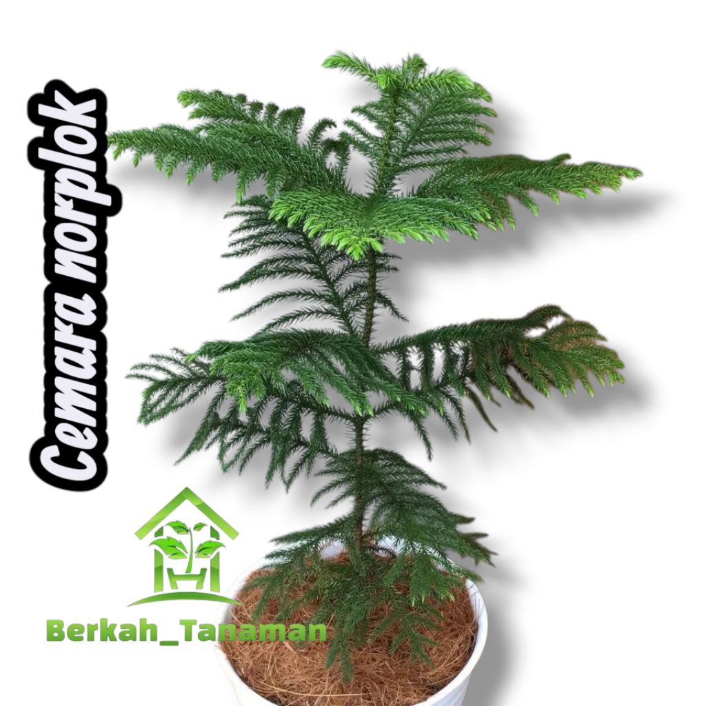 tanaman hias Cemara norfolk pentris - pohon Cemara - Cemara norfolk