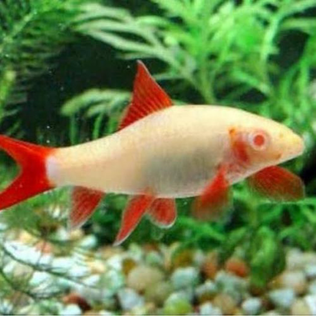 Dekorasi Aquarium Redfin Albino Alga eater | Ornamen penghias aquarium