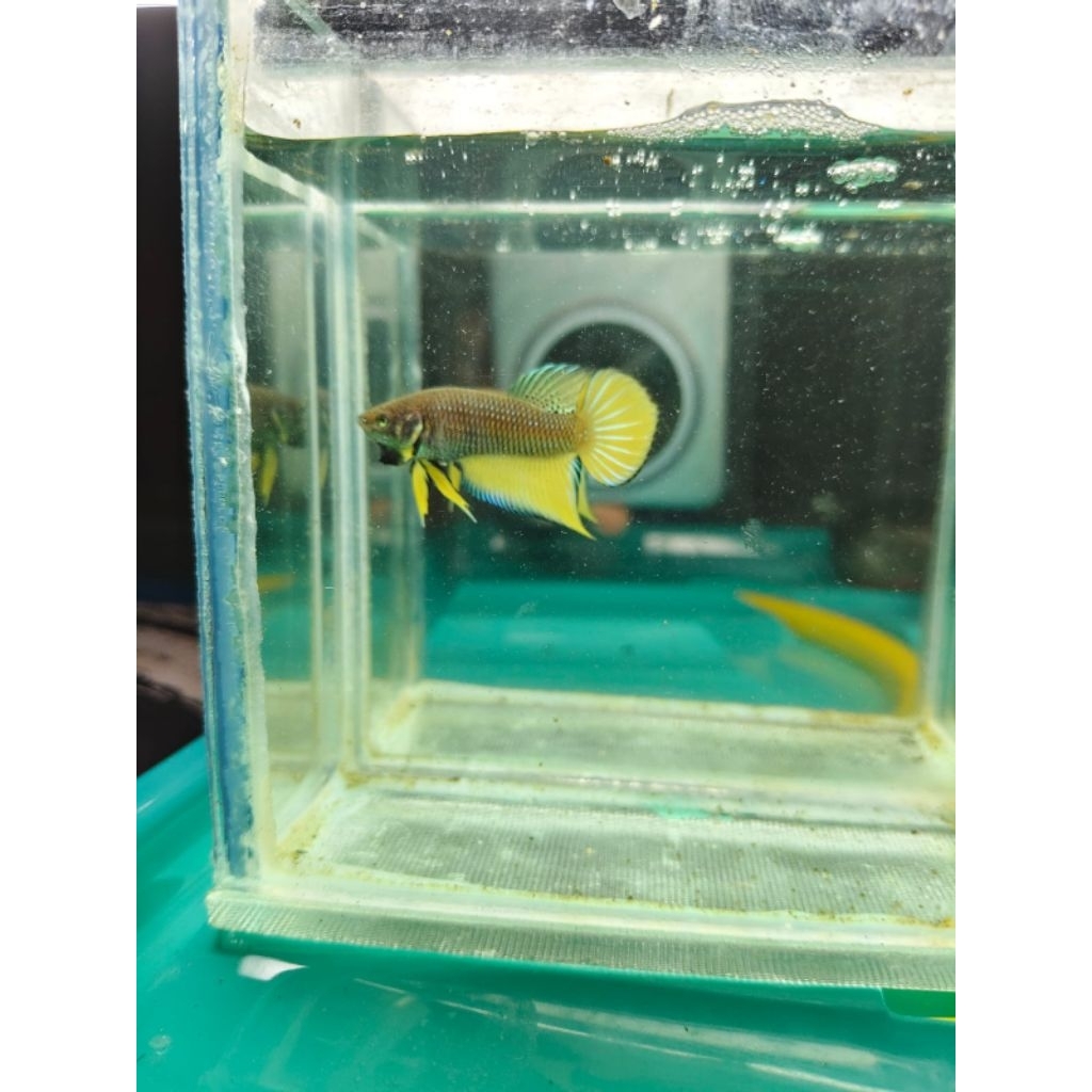 Wild Betta Splendens Yellow