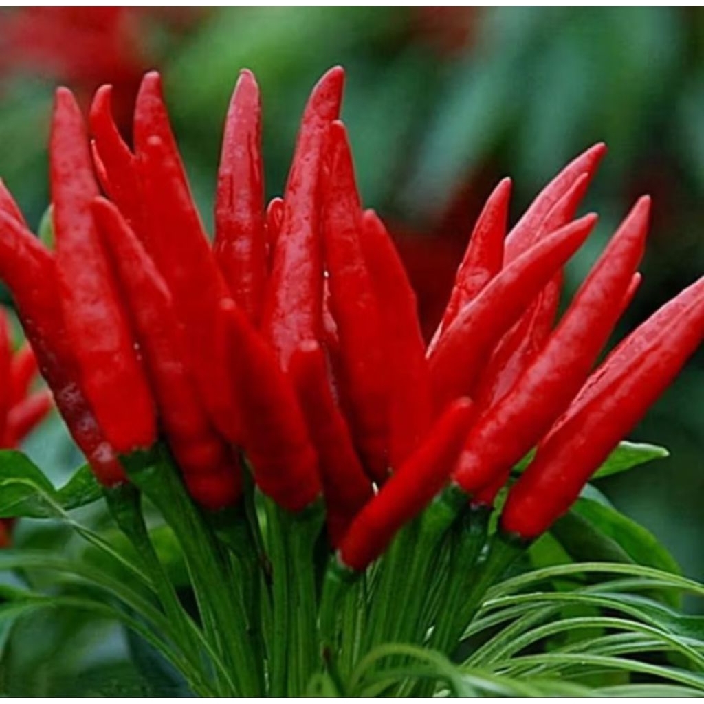 Benih Cabe rawit merah pedas mahkota dompol