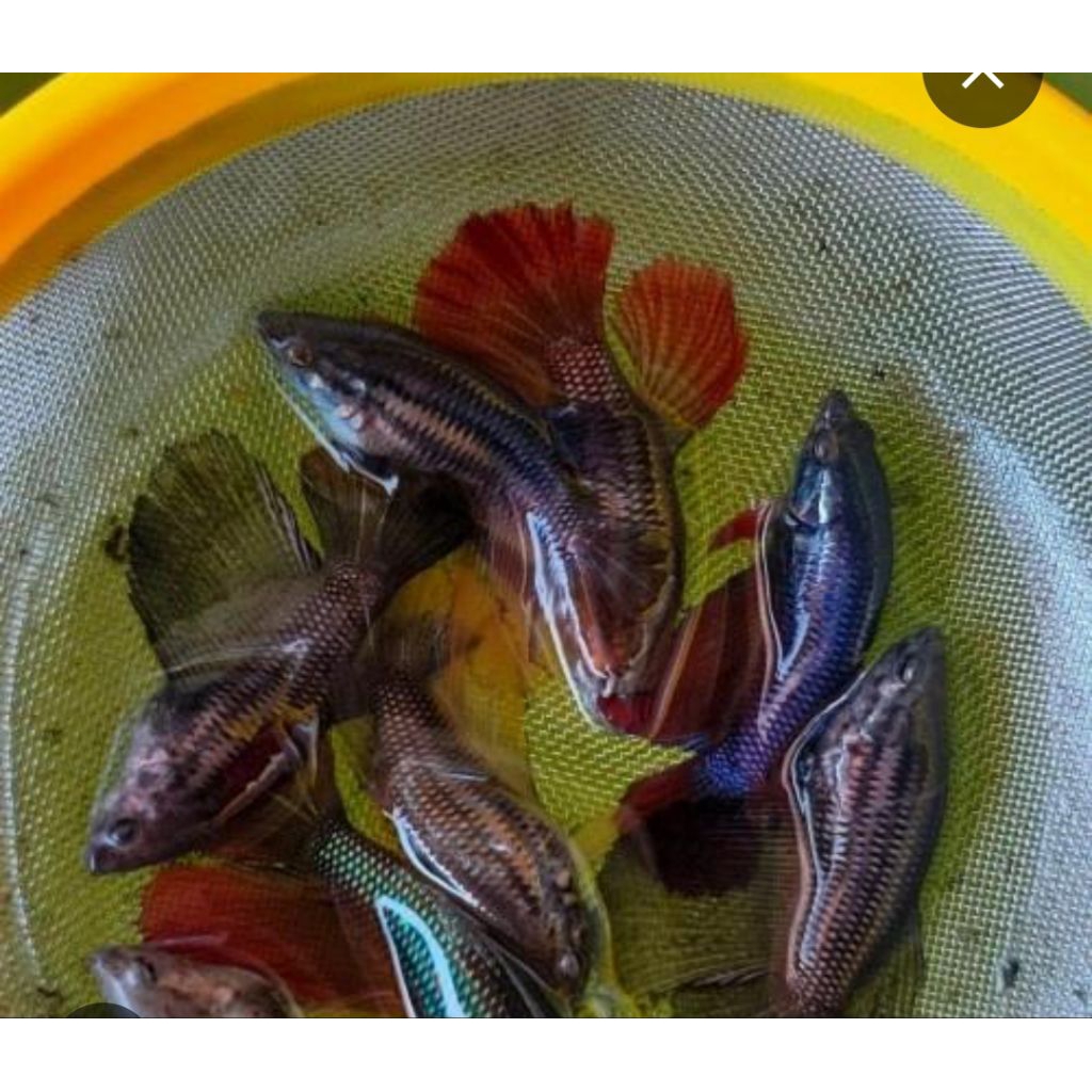 paketan cupang betina halfmoon 5