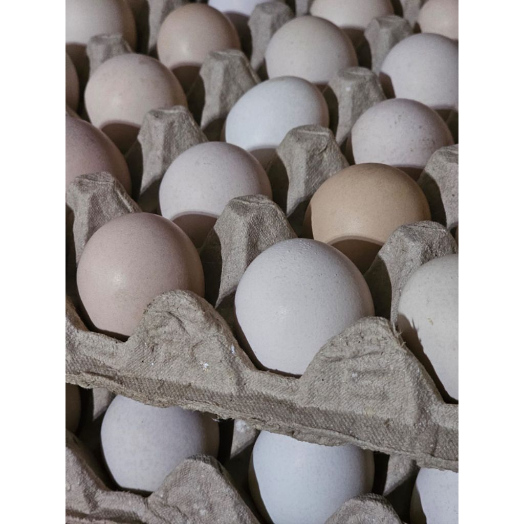 Telur ayam Kampung Unggul Balitnak (KUB)