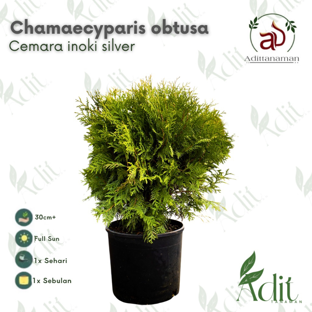 Tanaman Hias Chamaecyparis obtusa Cemara inoki / Cemara inoki silver Rimbun Cemara inoki silver rimb