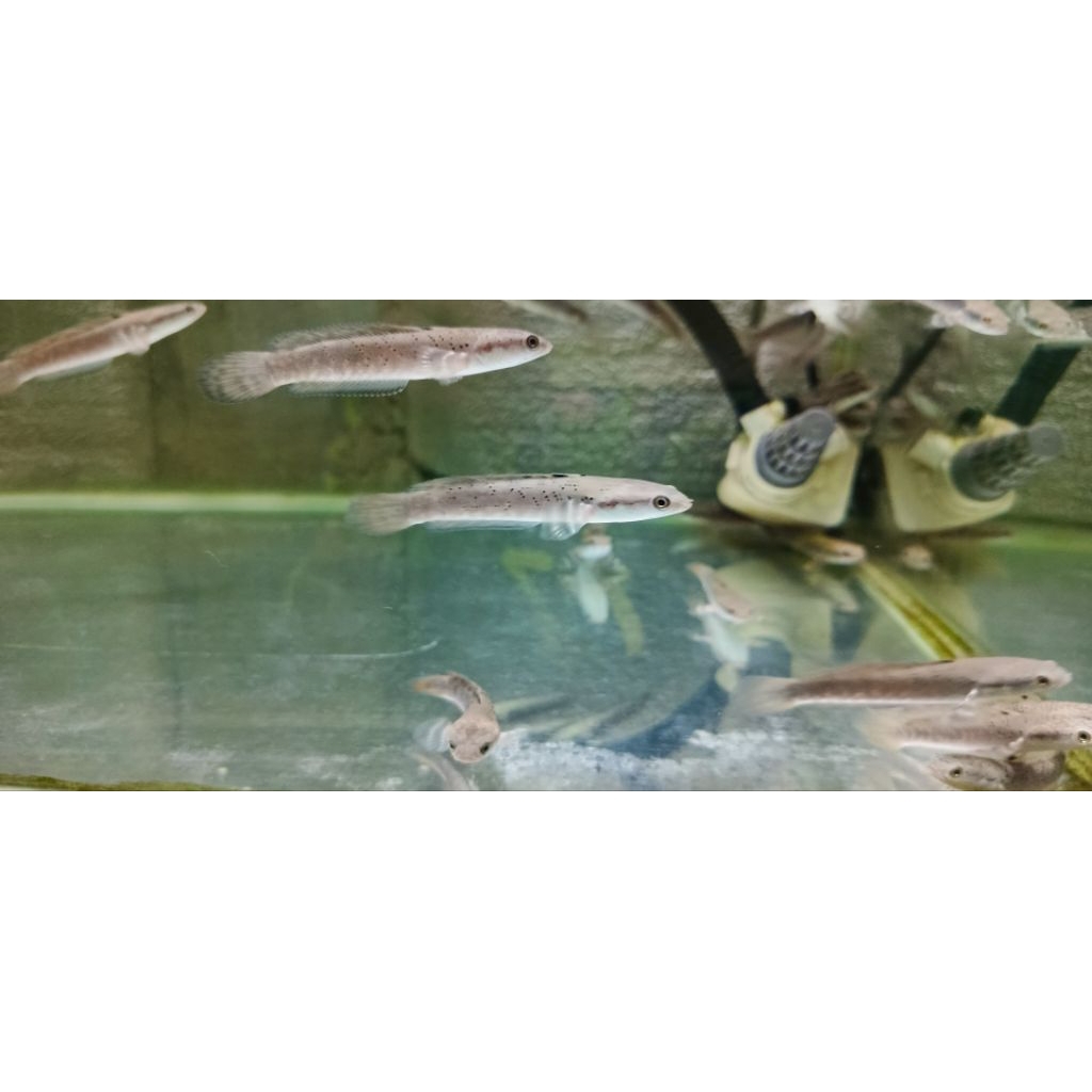 Channa blue pulchra 8/9cm