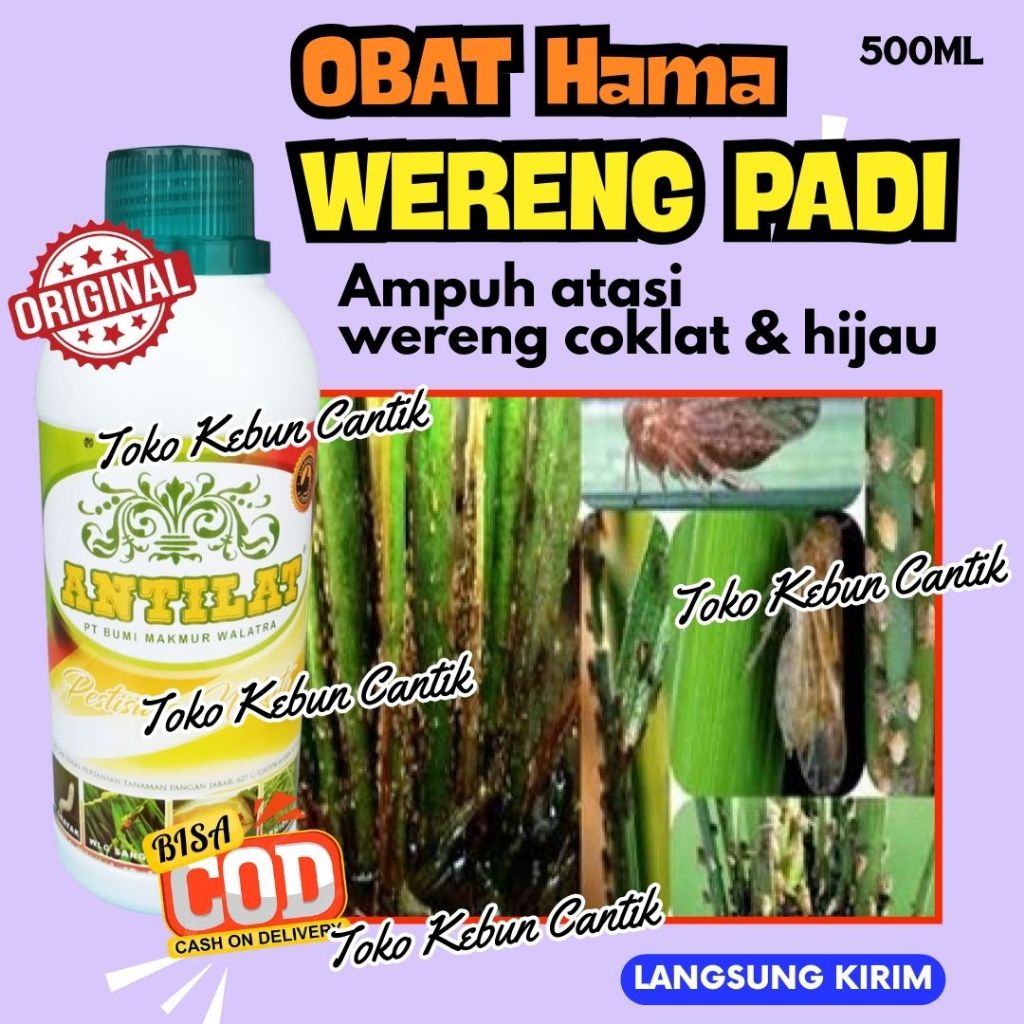 Wereng Serang Padi Muda? ANTILAT 500ML Obat Wereng Padi Organik Manjur Atasi Wereng