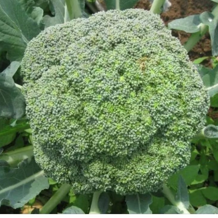 50 BIJI BENIH BROKOLI HIJAU