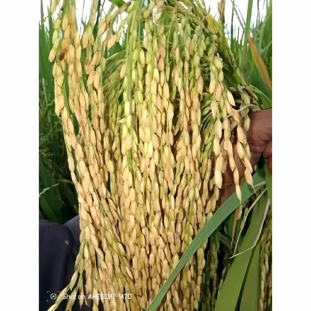 BENIH PADI INPAGO 13 KEMASAN5kg