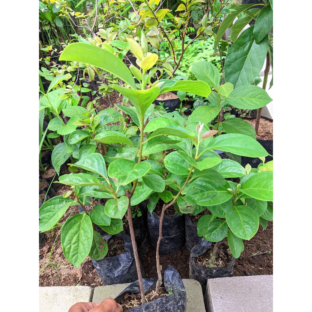 Bibit Kesemek Jumbo Unggul - Cepat Berbuah, Media Tanah & Kompos