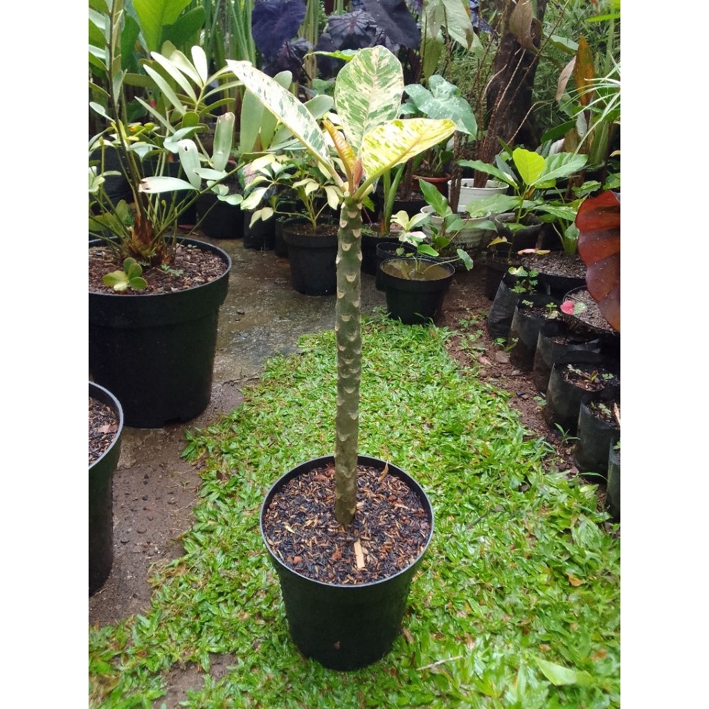 Plumeria Variegata 'Maya' Kamboja Bali Varigata Sesuai Foto