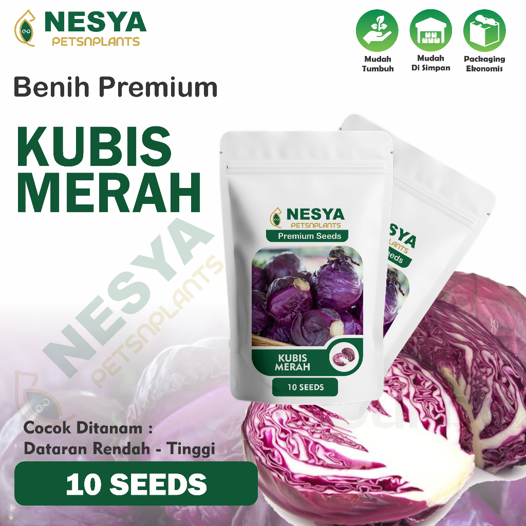 10 Benih Kubis Merah Kubis Ungu Benih Sayuran Daun Berkualitas