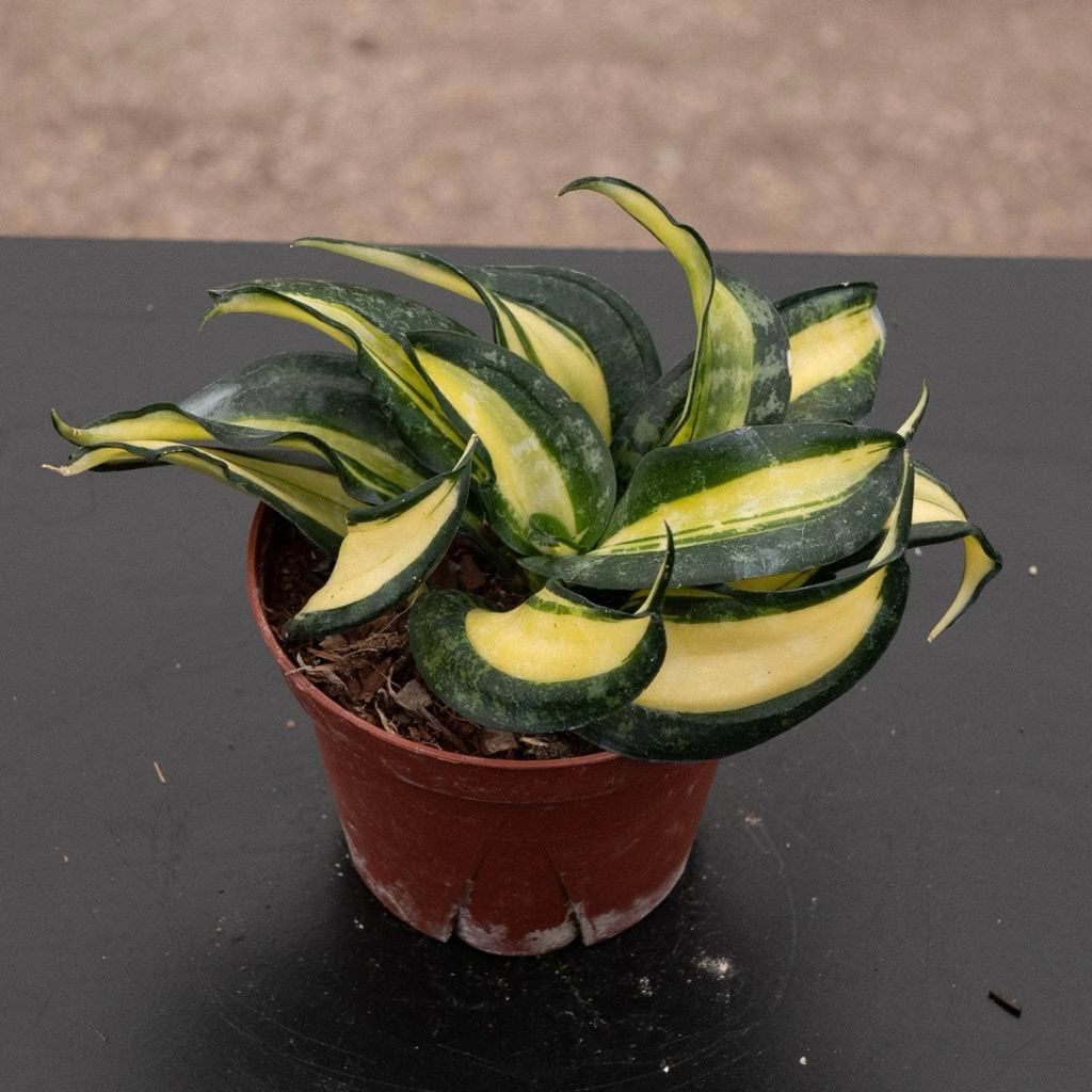 Tanaman sansevieria trifasciata golden wendy - sansivera golden wendy - sansivera lidah mertua - tan