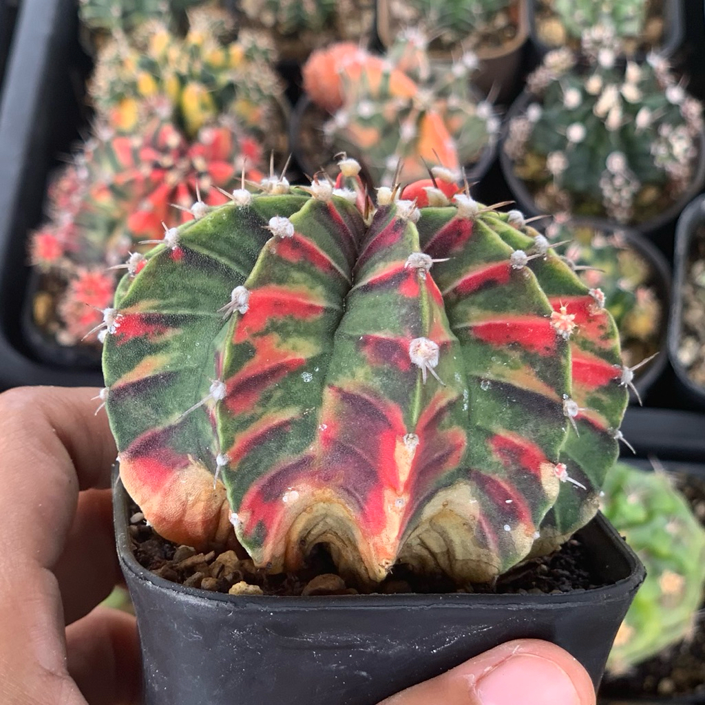 Gymnocalycium Hybrid miha lb Varigata kaktus gymno var pink orange miha 2178 ribs lb2178 tanaman hia
