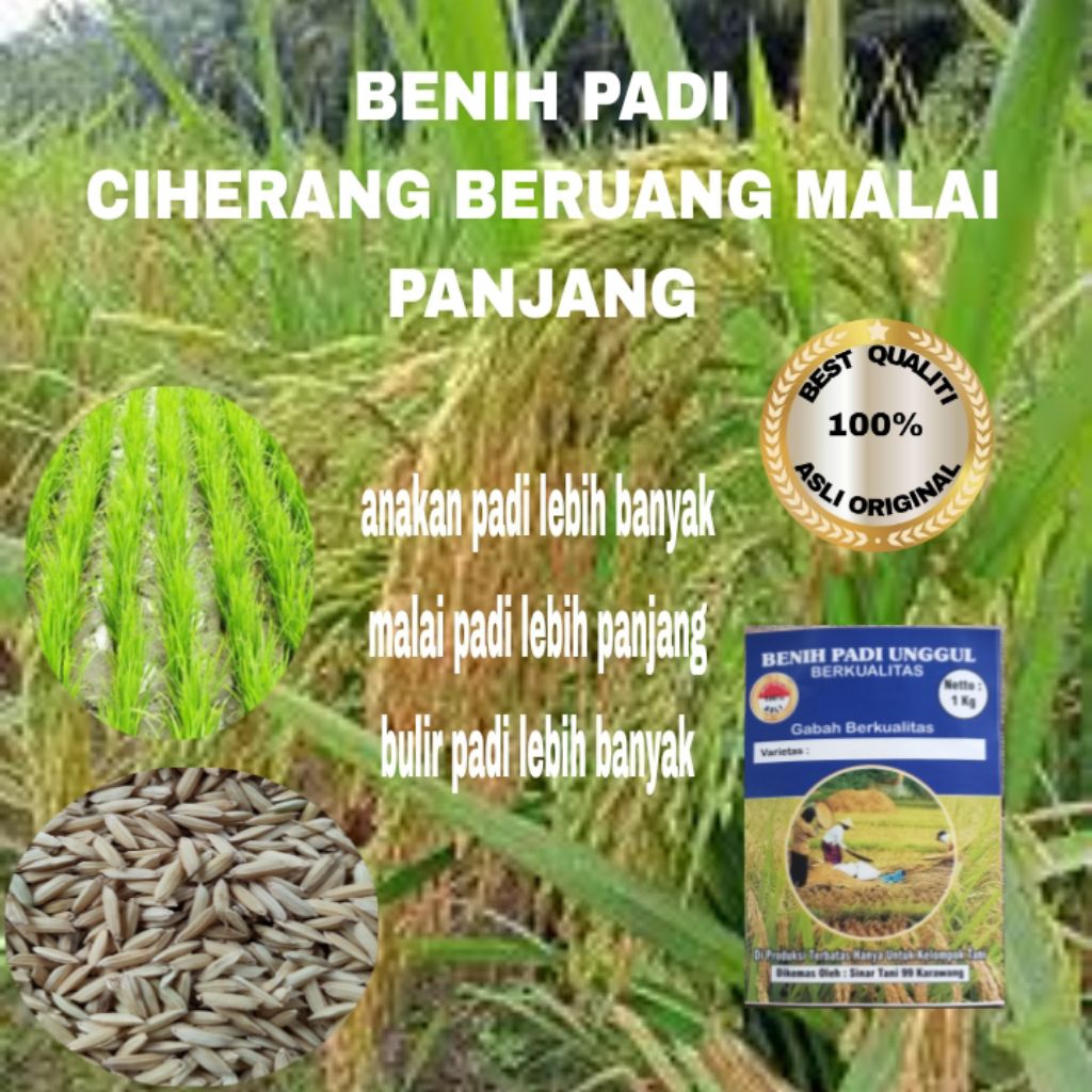 BENIH PADI CIHERANG BERUANG MALAI PANJANG BERKUALITAS UNGGUL 1 kg