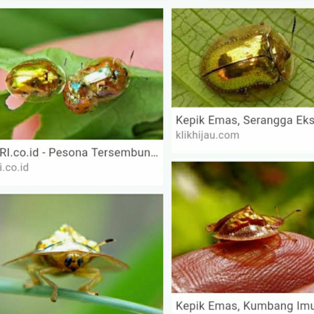 kumbang emas ,kumbang kura-kura HIDUP