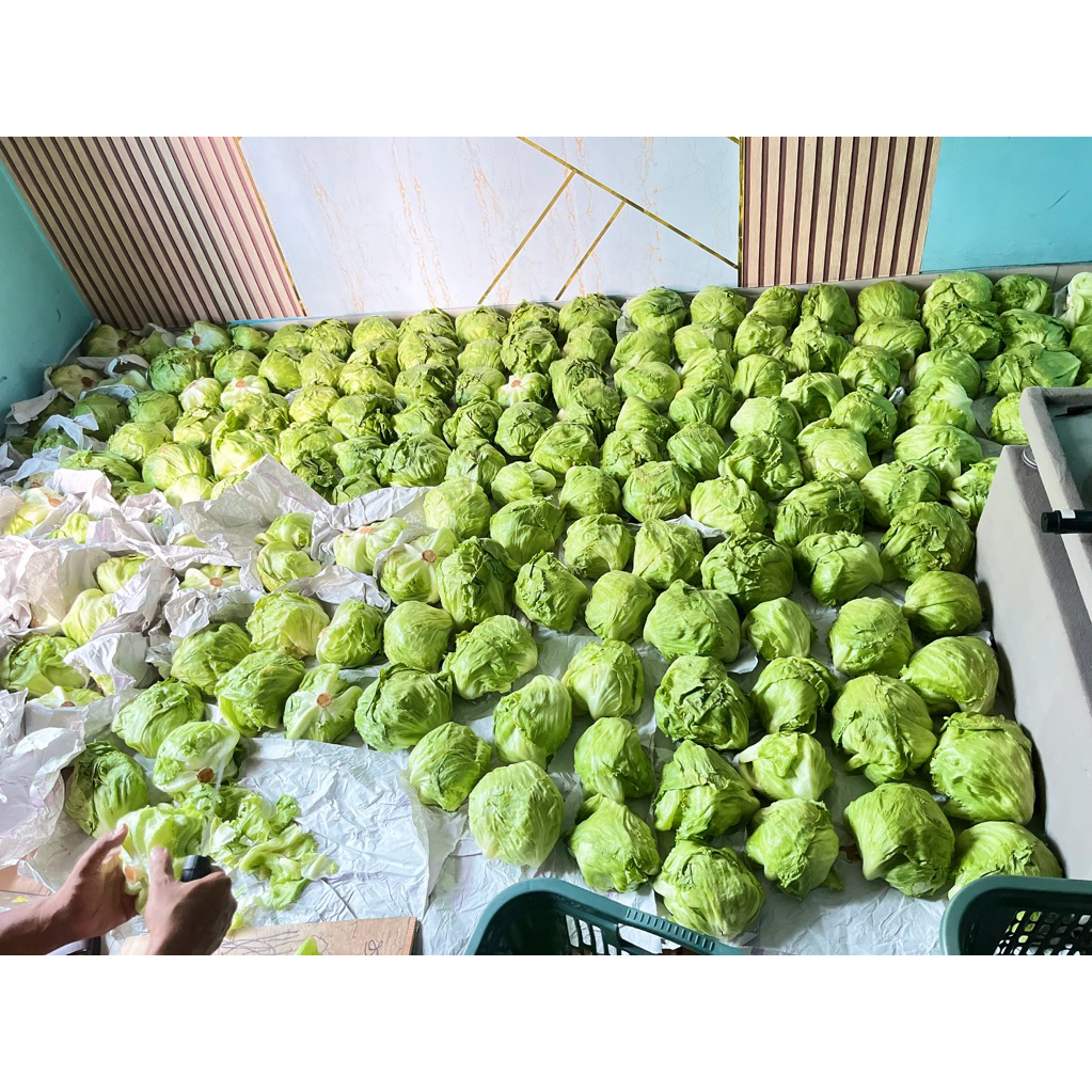 lettuce head 1 kg