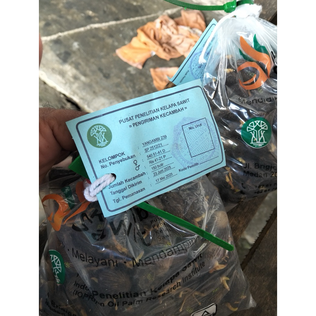 Biji kecambah sawit unggul Yangambi
