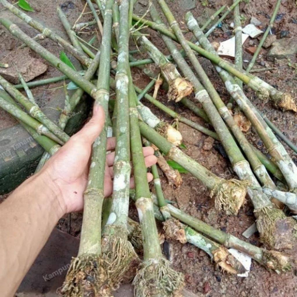 Promo Bibit Bambu Petung Asli Siap Tanam
