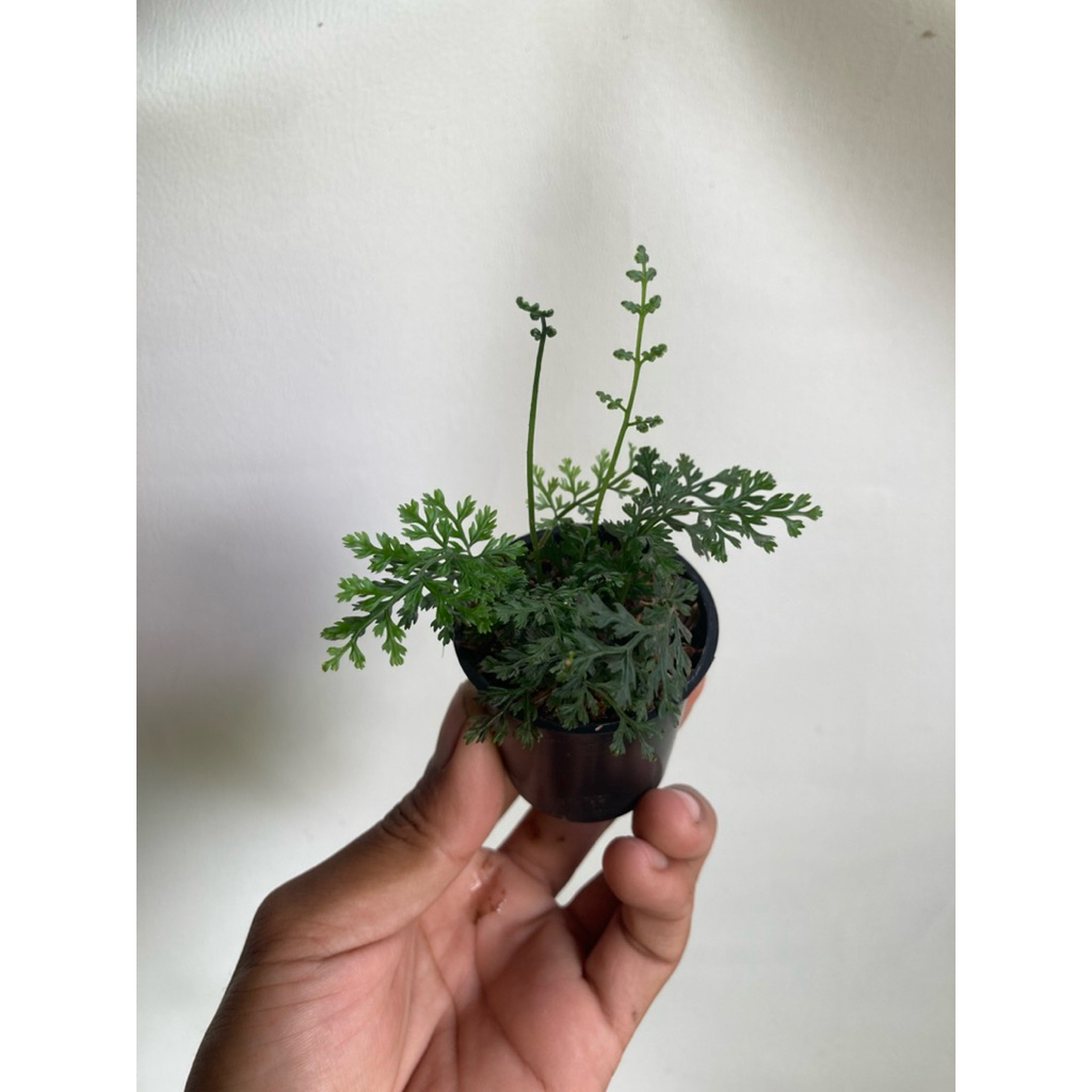 Bolbitis Heteroclita Difformis “Mini” / Bolbitis mini / Tanaman hias / Terarrium / Fern / Paludrium