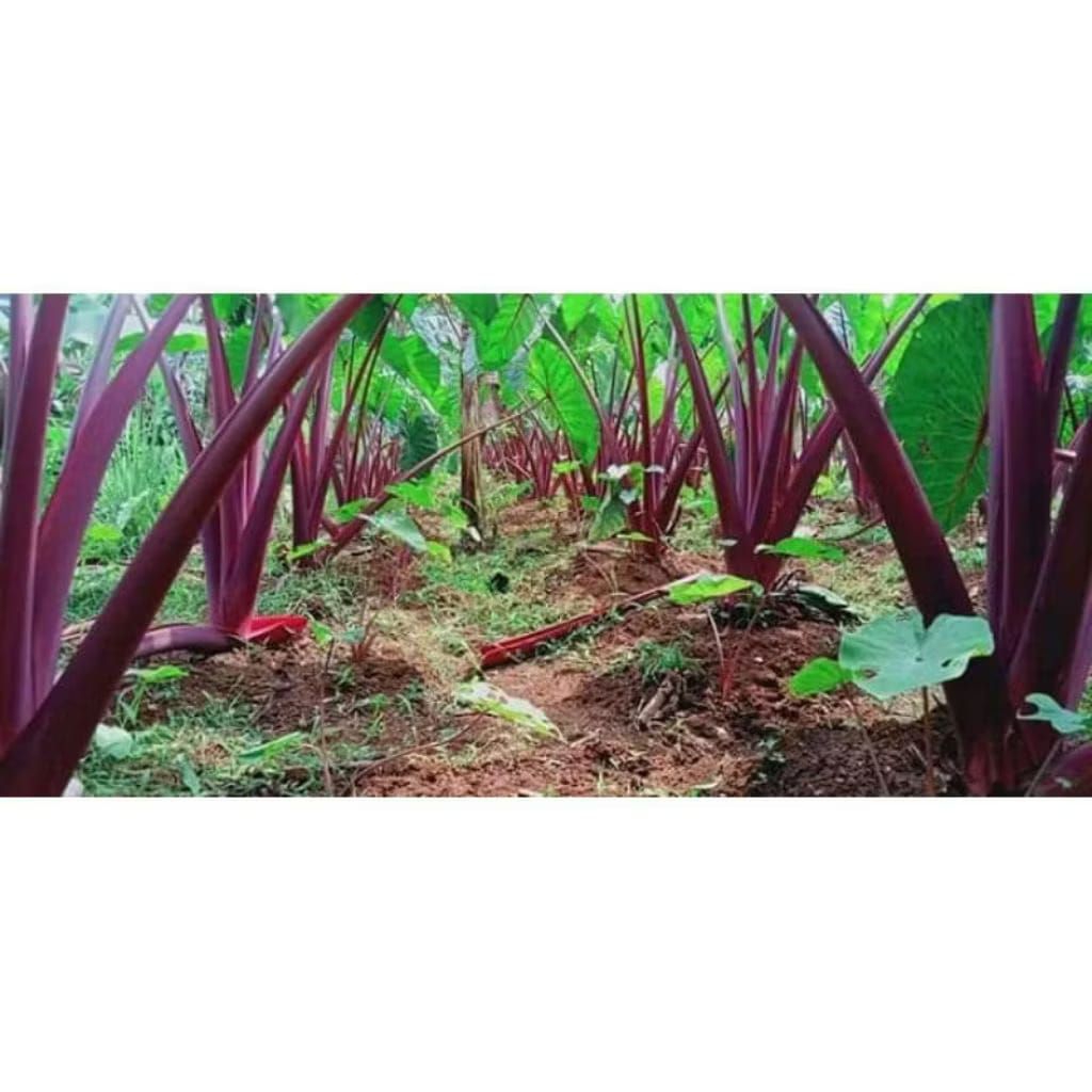 promo bibit talas merah Bogor super unggul terlaris(per10 pohon)