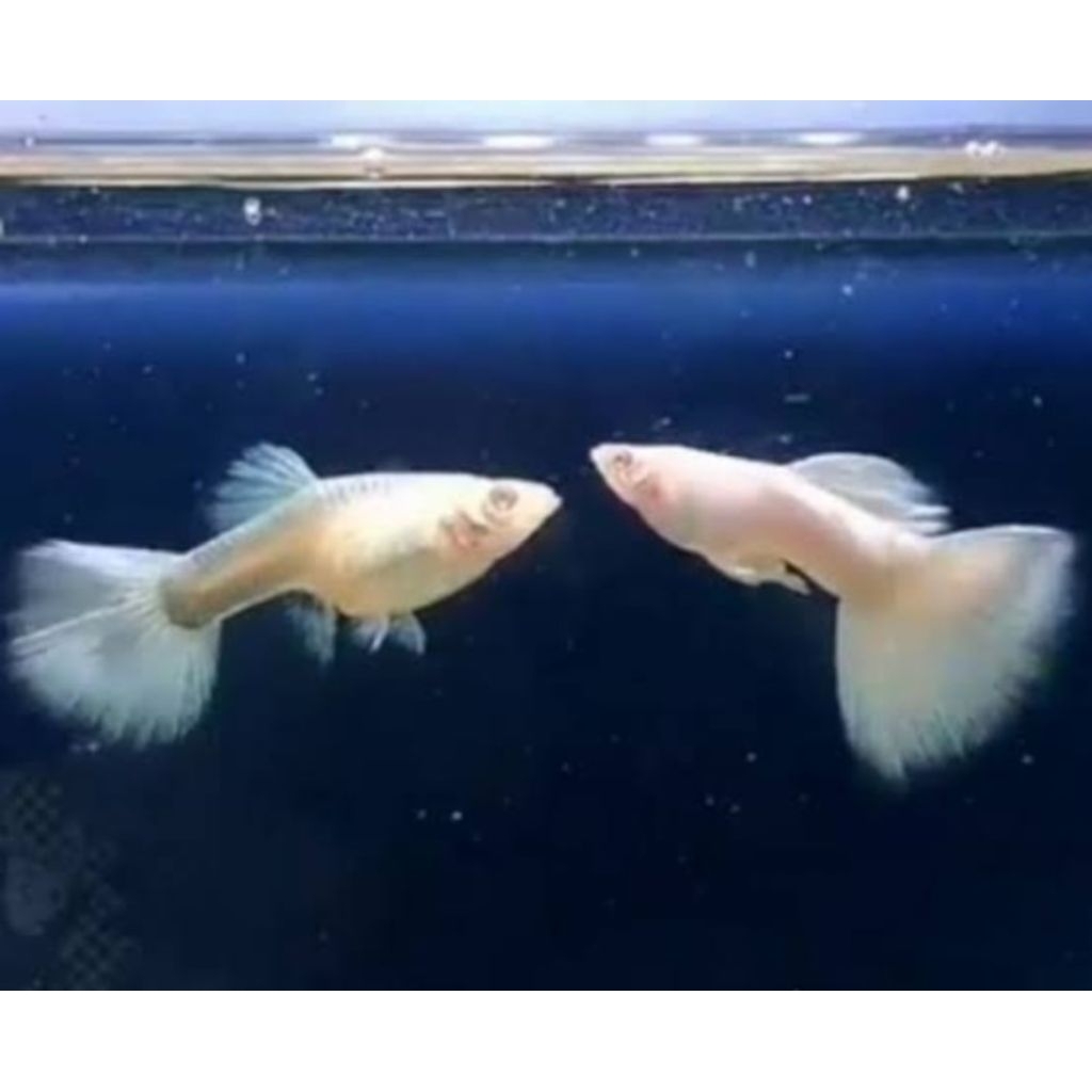 IKAN HIAS GUPPY PLATINUM SATU PASANG