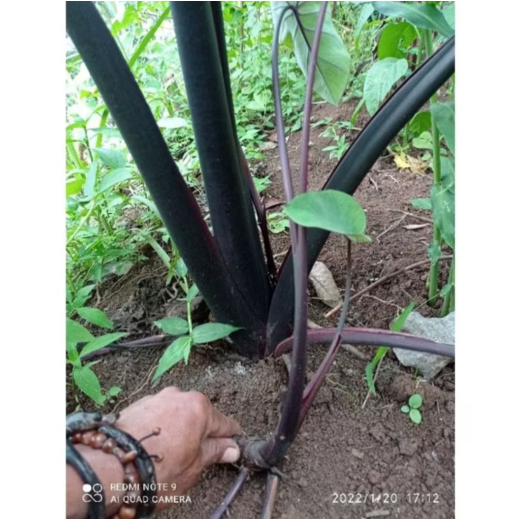 Bibit anakan talas hitam unggu per bibit kecil