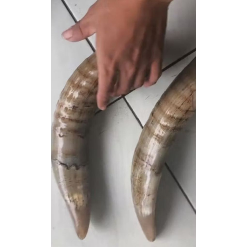tanduk sapi bule padat ( 20,cm 23,cm ) 1 pcs gagang Golok