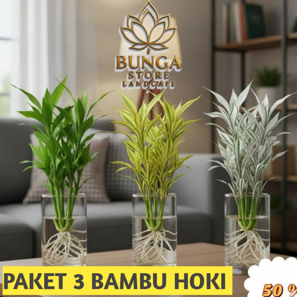 ( PAKET 3 BAMBU HOKI ) Paket 3 tanaman media air bambu hoki - bambu hoki hijau - bambu hoki varigata