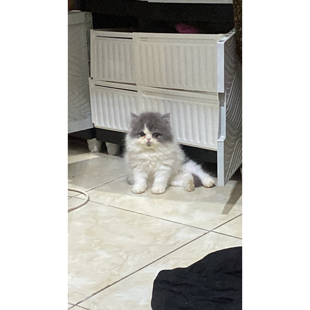 kucing persia flatnose