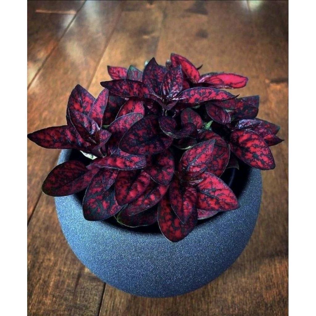 Tanaman Hias Hipotes Merah/ Pohon Hipotes Merah