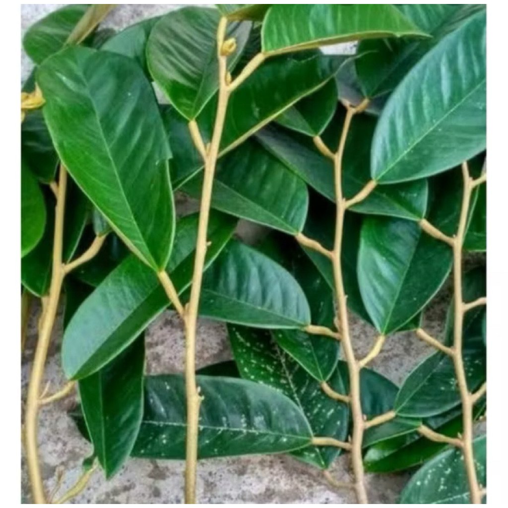 Entres Durian Musang king