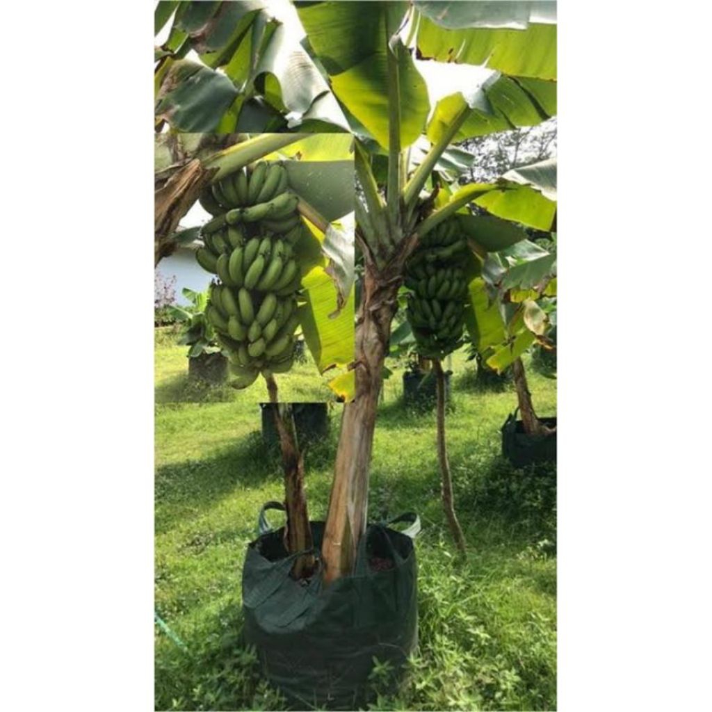 bibit pohon pisang morosebo mini