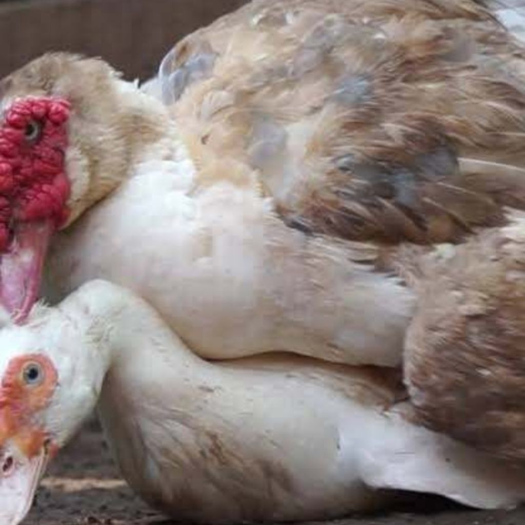 Kapsul Hormon Mentok Kawin 25 Kapsul | Kapsul Kawin Mentok | Kapsul Mentok Birahi