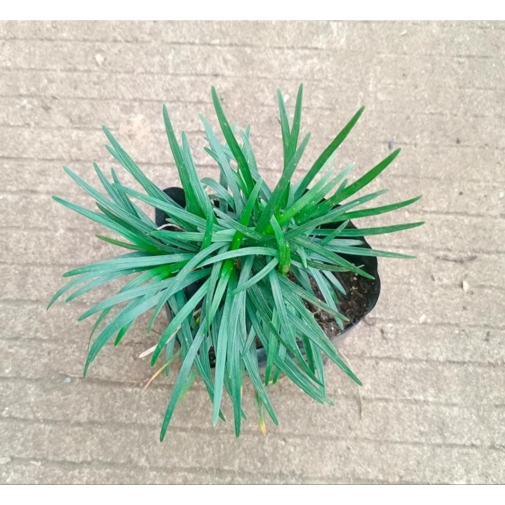 tanaman kucai mini rumput kucai