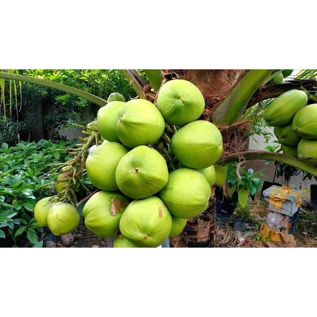 Buah Kelapa Muda Pandan / Kelapa Muda Thailand Utuh Fresh Langsung dari Pohon