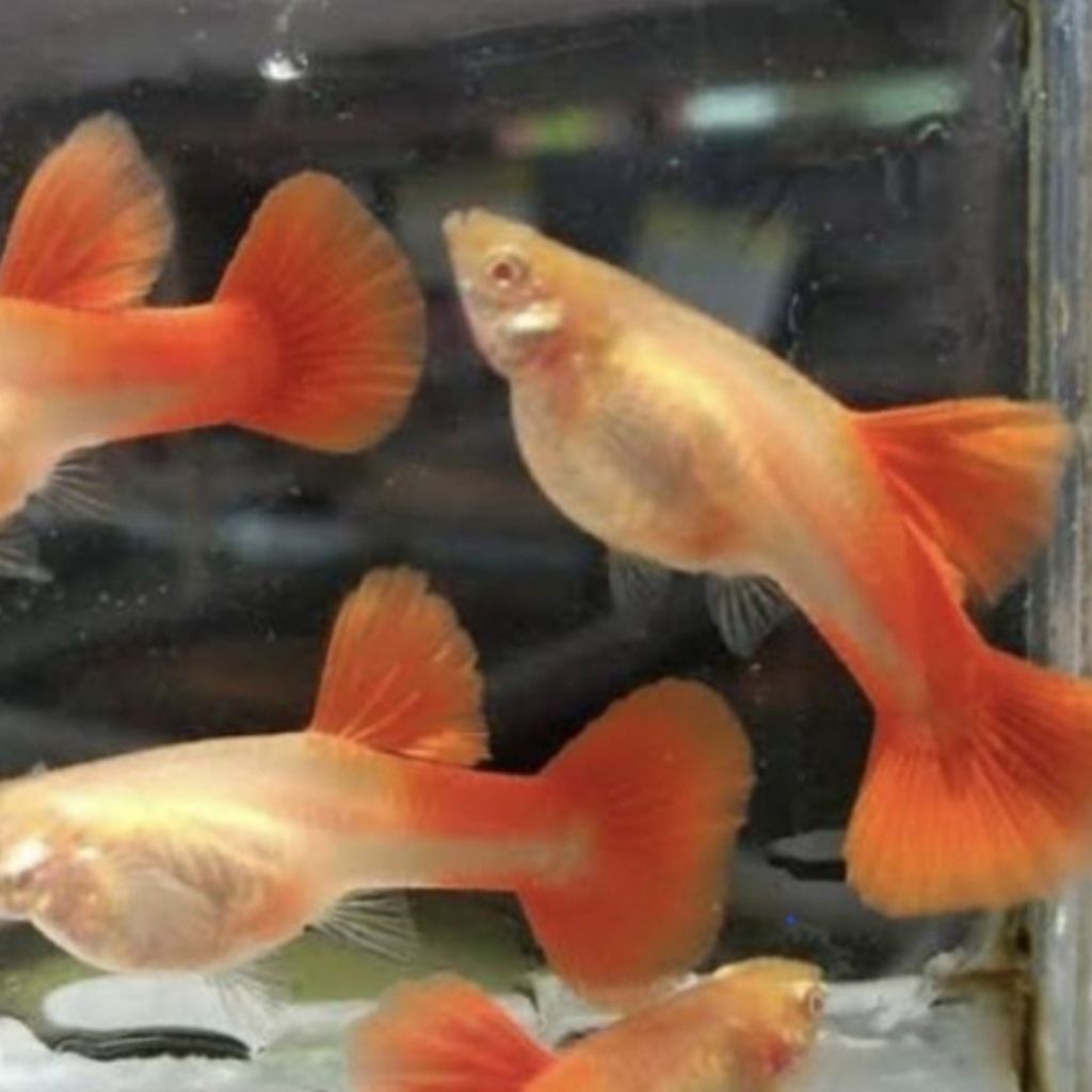 Hiasan Akuarium - Ikan Guppy AFR Albino Full Red Betina