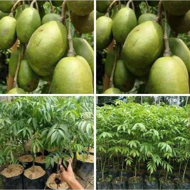 Bibit Kedondong mini Buah lebat_Bibit Tanaman Kedondong Unggul Hidup Siap Tanam Buah Segar Produktif