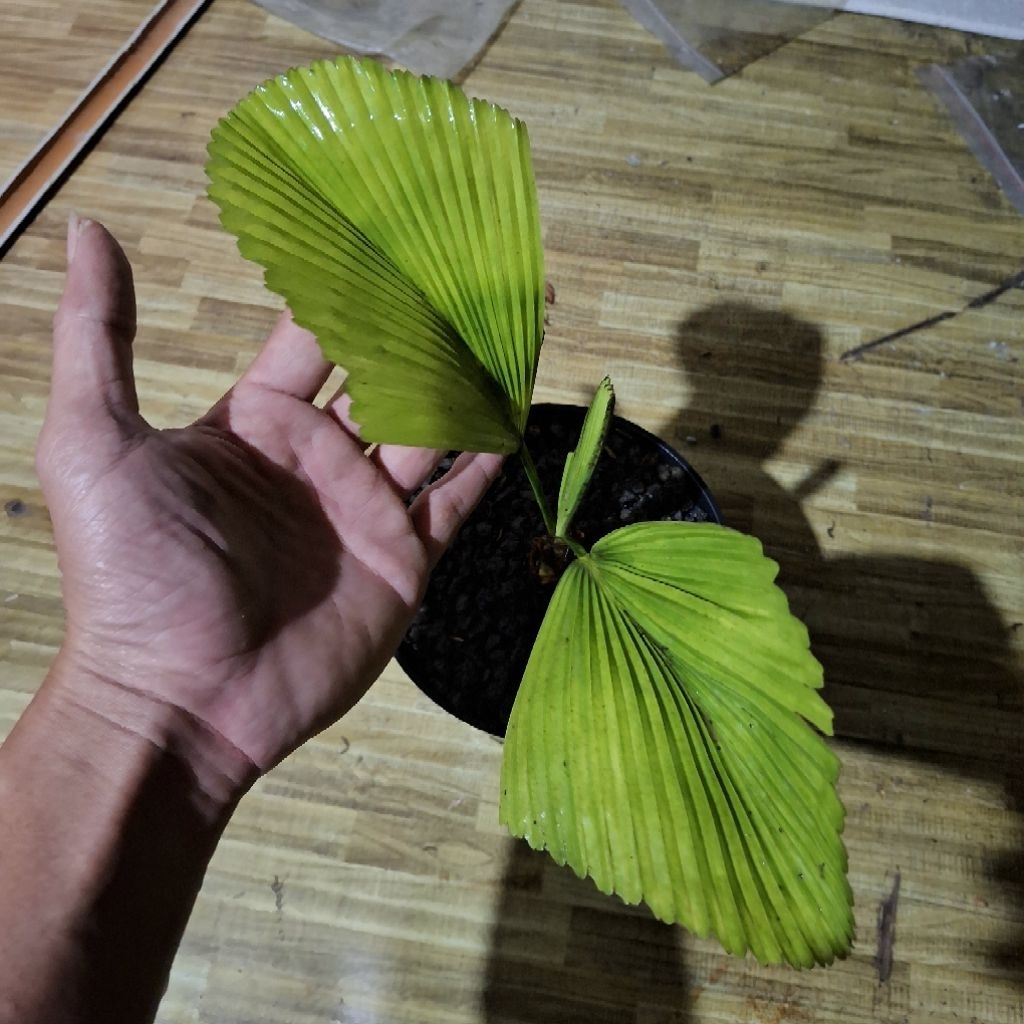 tanaman hias licuala orbicularis