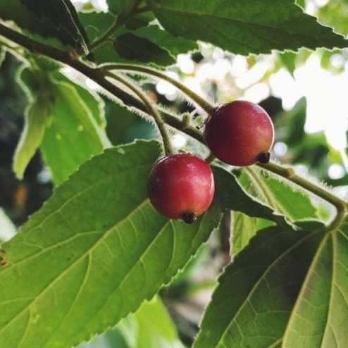 Benih Tanaman Buah Kersen/Karsen-Tanaman Peneduh Kaya Manfaat - Unggul
