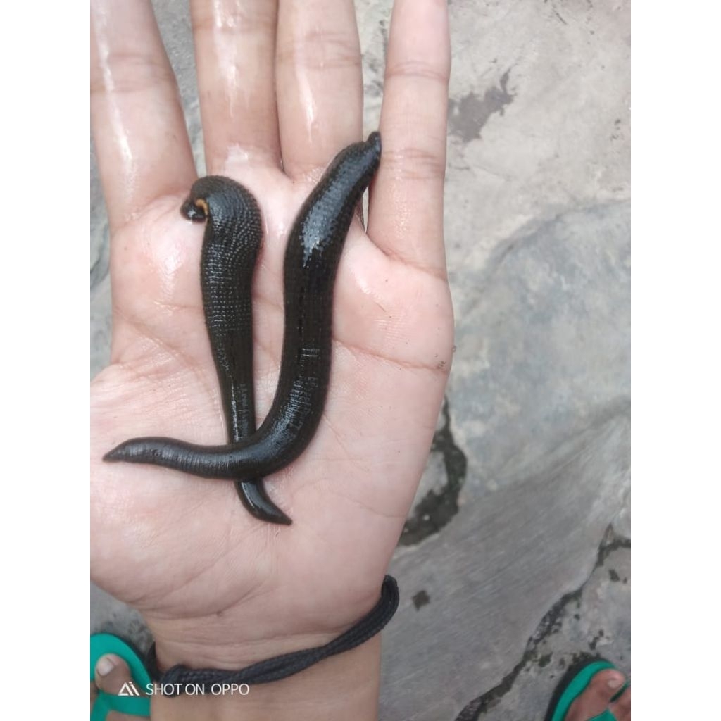 Lintah Terapi Hidup Ukuran Besar & Tanggung Besar 10 Ekor | Lintah Aktif & Sehat | Garansi Hidup | S
