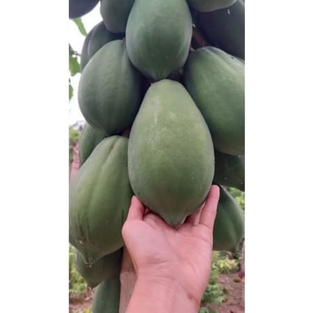 Pepaya Muda Segar l Pepaya Mentah Untuk Sayur Asin Manis & Rujak 800-1kg
