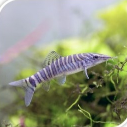 Botia Green Tiger Ikan Loach Pembersih Aquarium