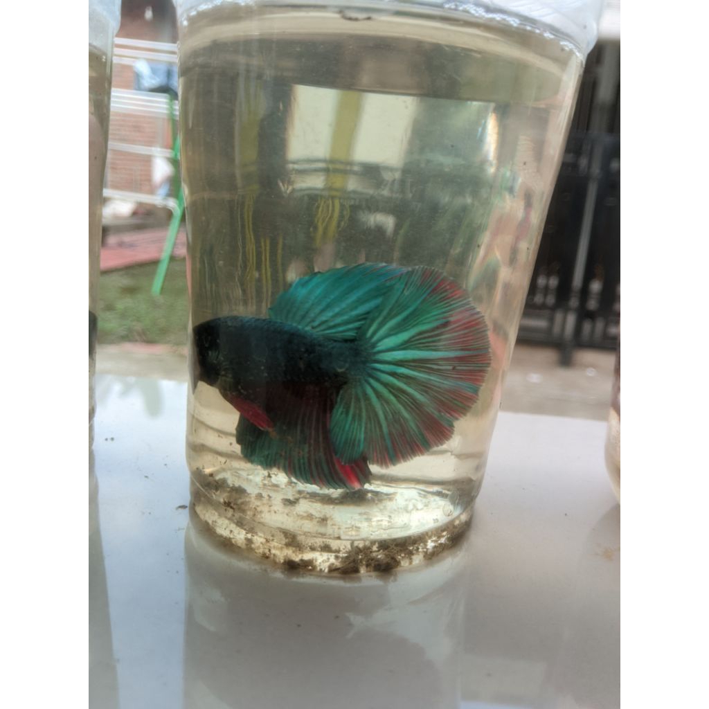 ikan cupang hias cantik,jenis hmpk