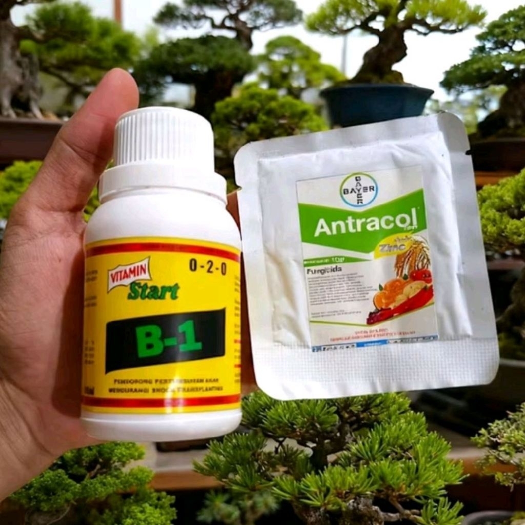 Paket 2 Pcs Vitamin Akar B1 + Antracol Fungsida kesehatan Akar Tanaman