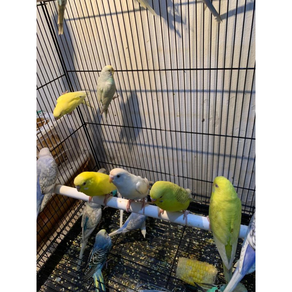 Burung Parkit Lokal bersih warna terang