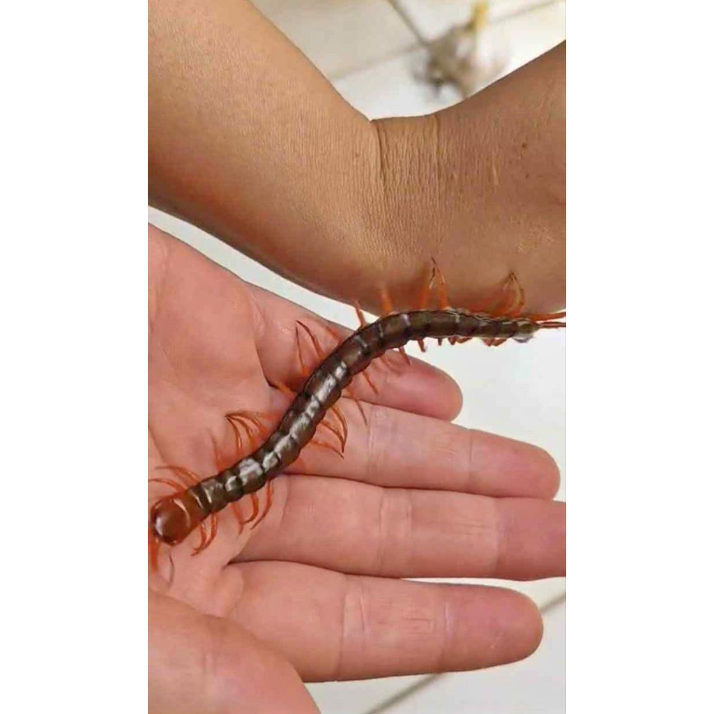 Kelabang Lipan Merah Hidup Garansi ukuran Kecil 5-8cm Pakan Arwana Arowana Lohan Louhan Predator Kac
