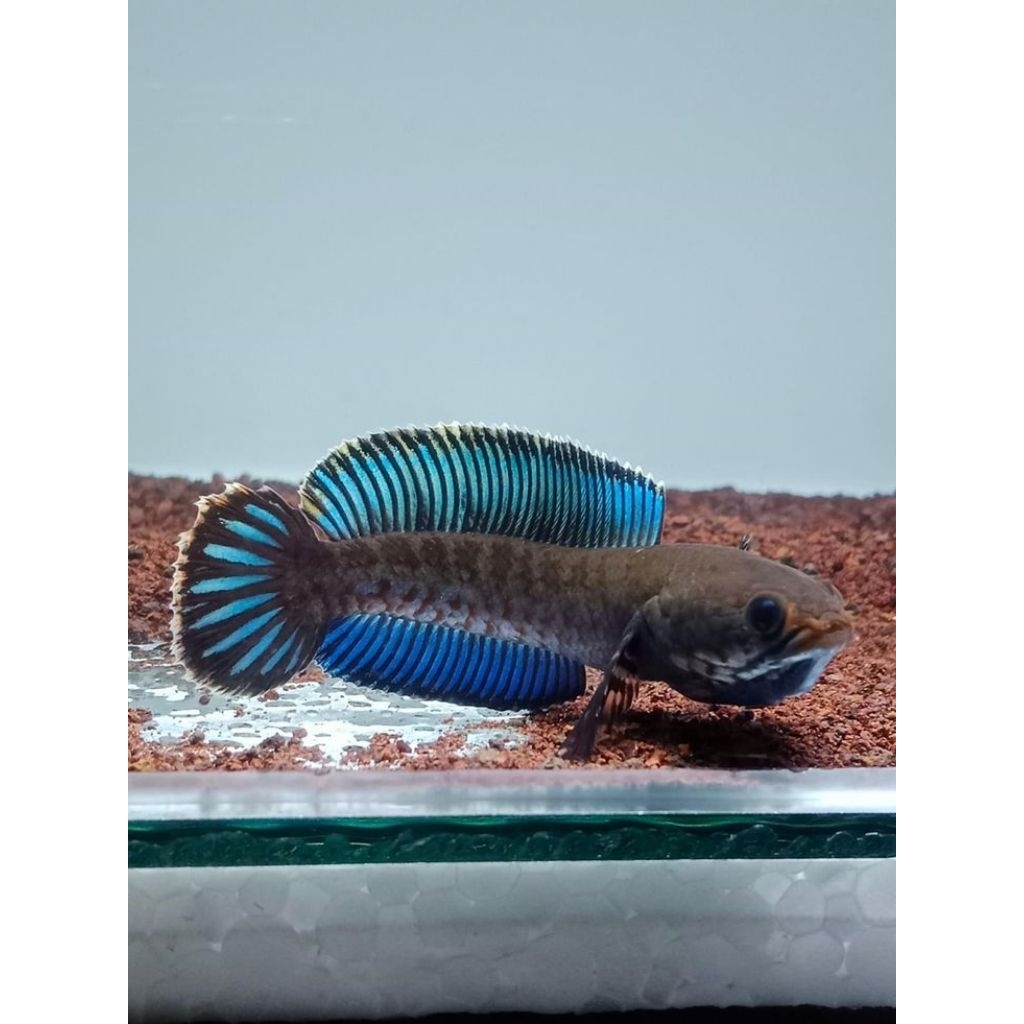 ikan channa andrao ukur 6-10 cm, cocok untuk hias