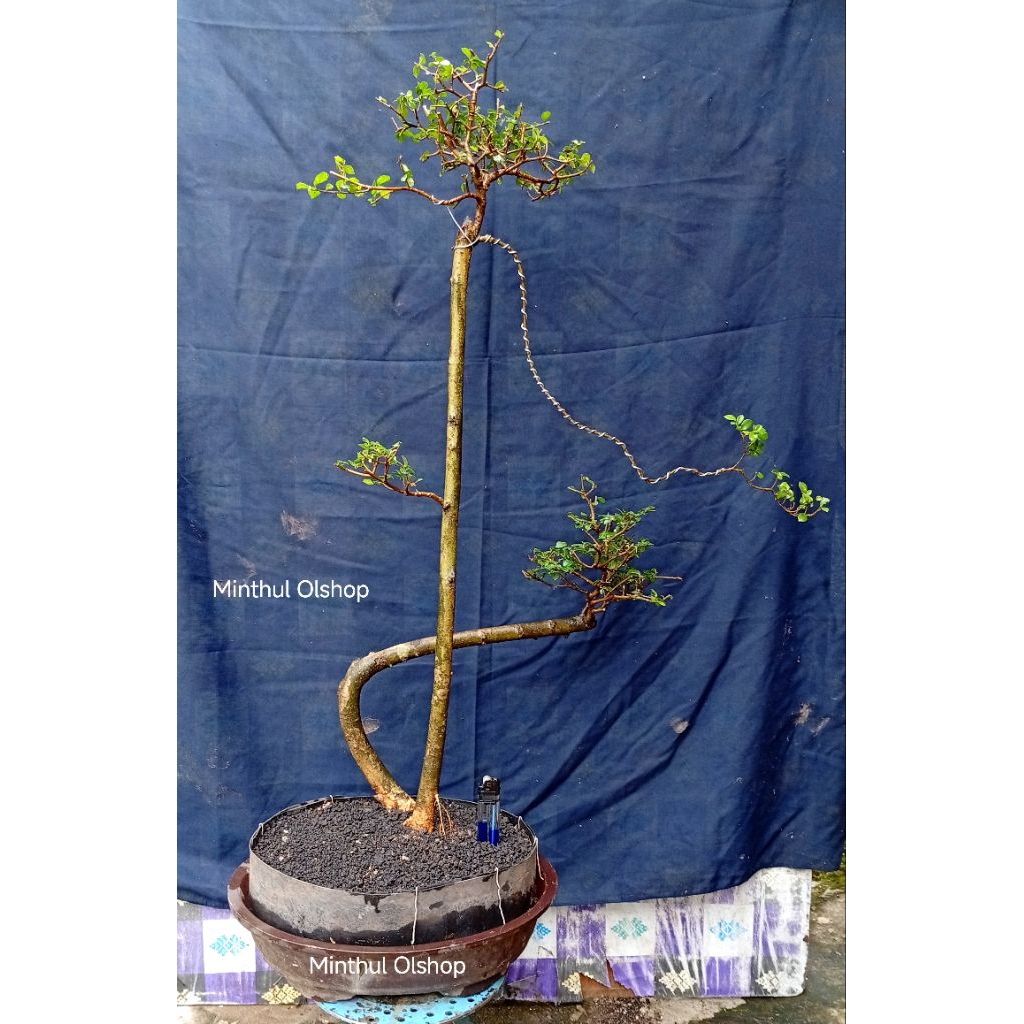 Bonsai serut bunjin unik sesuai foto siap pajang