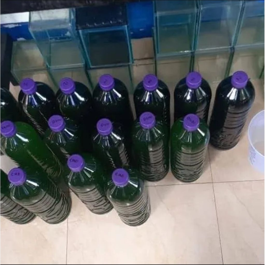 Chlorella Bahan Kultur Kutu Air & Daphne Magna sudah tinggal Pakai